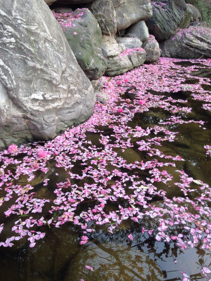 落花有意流水无情3