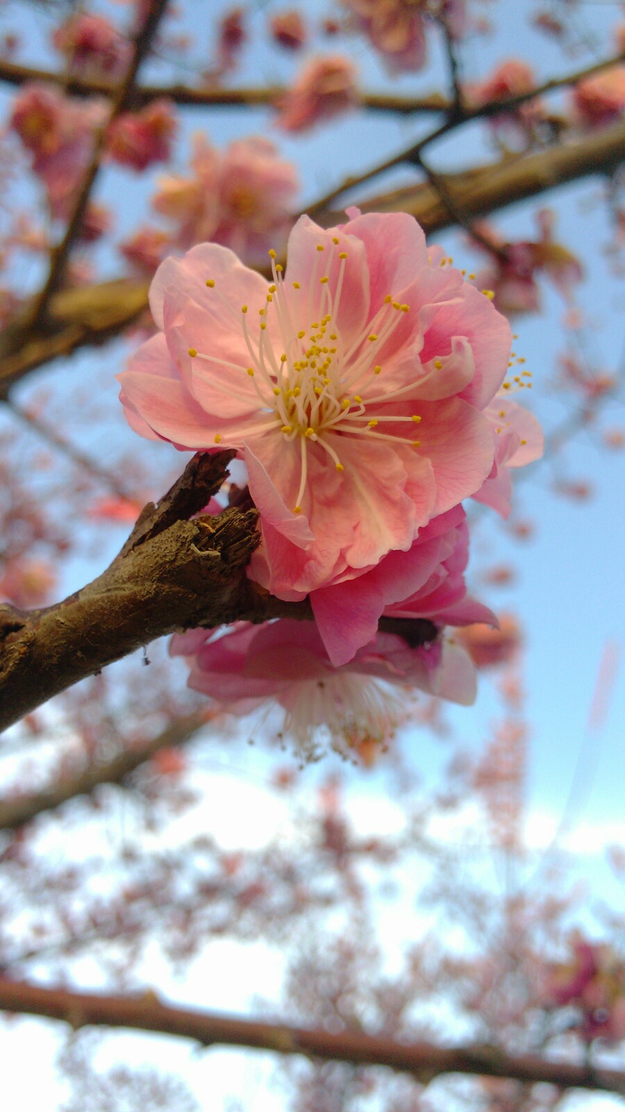 看那一枝花