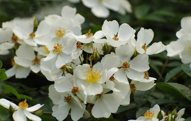 荼蘼花枝梢茂密,花繁香浓,入秋后果色变红.