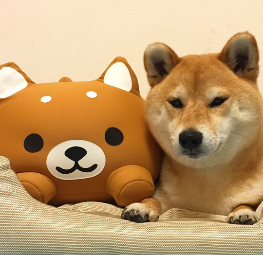 柴犬dog doge