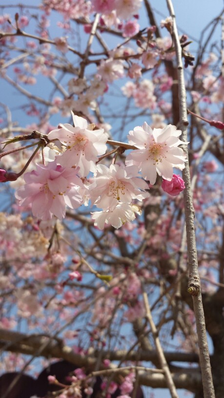 垂枝樱花