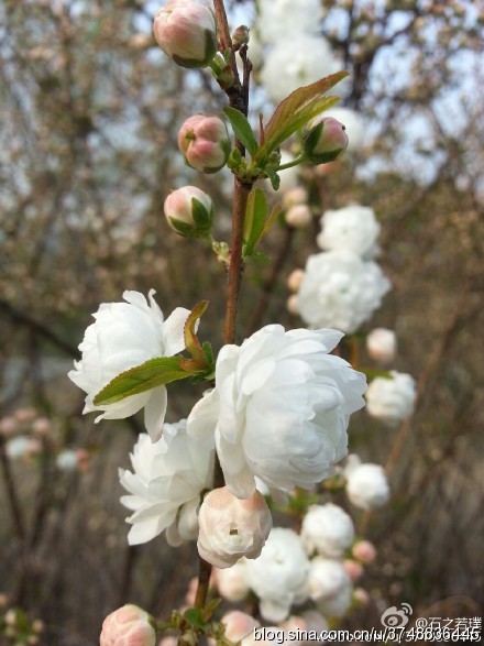 【石之若璞-花事-春日觅花影】白花重瓣麦李 拉丁名:cerasus