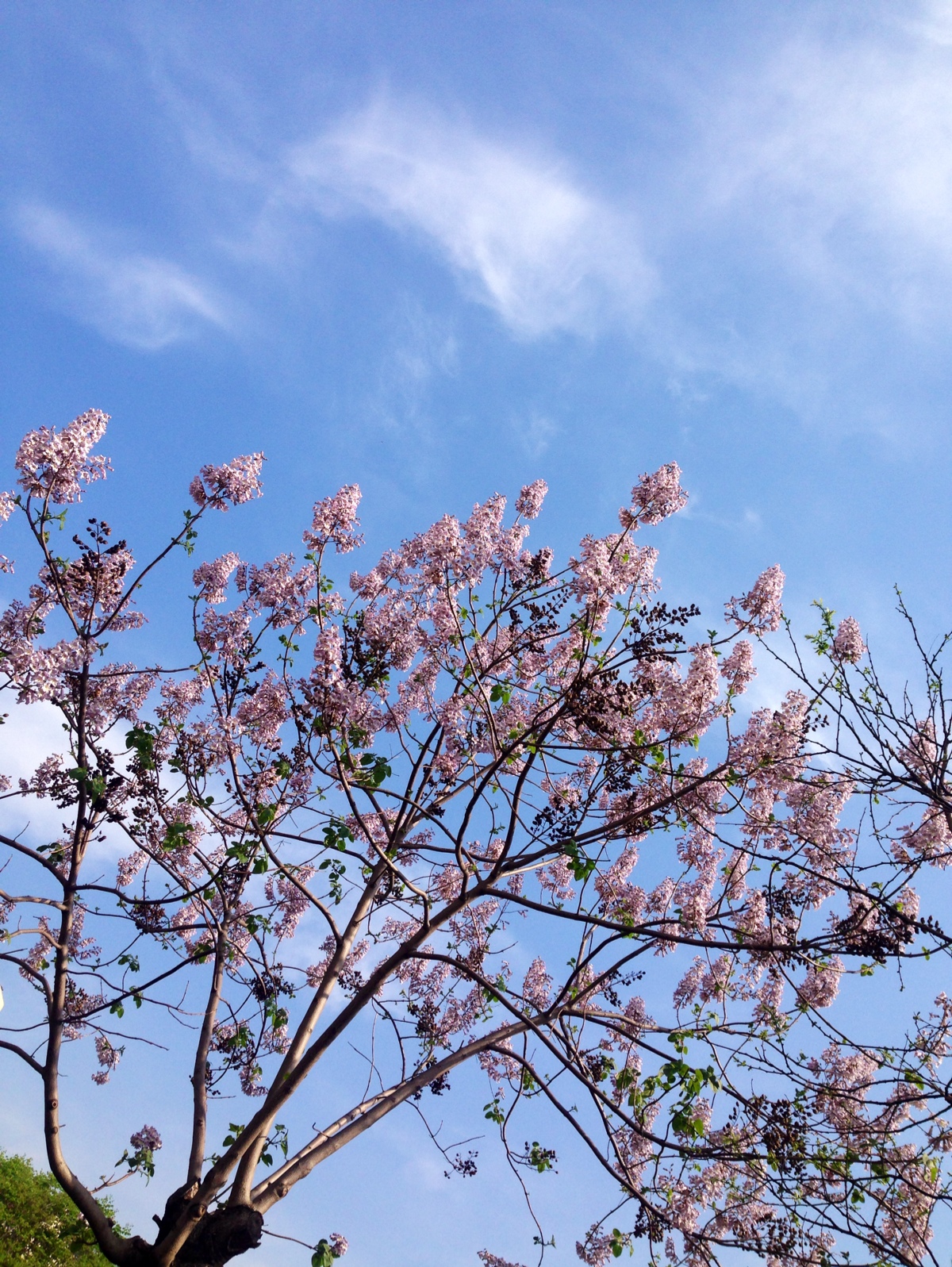 泡桐花 