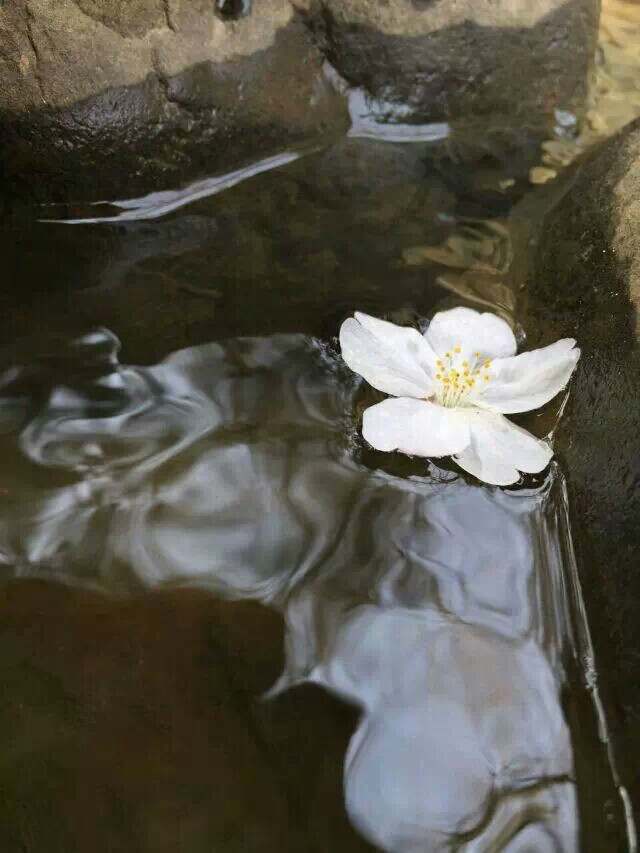 花自飘零水自流