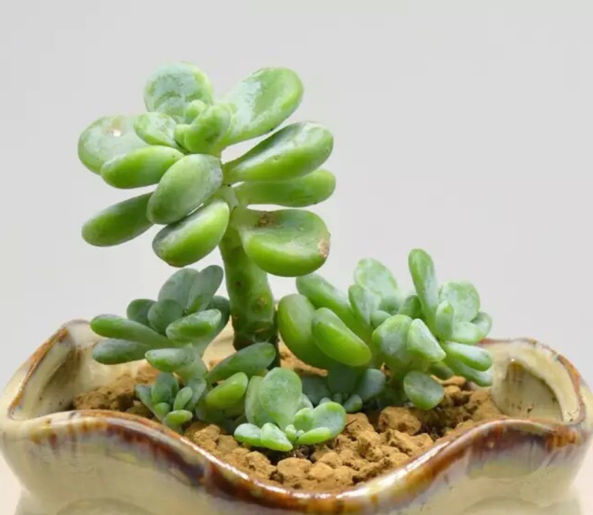 散发甜蜜果香味的多肉---劳尔