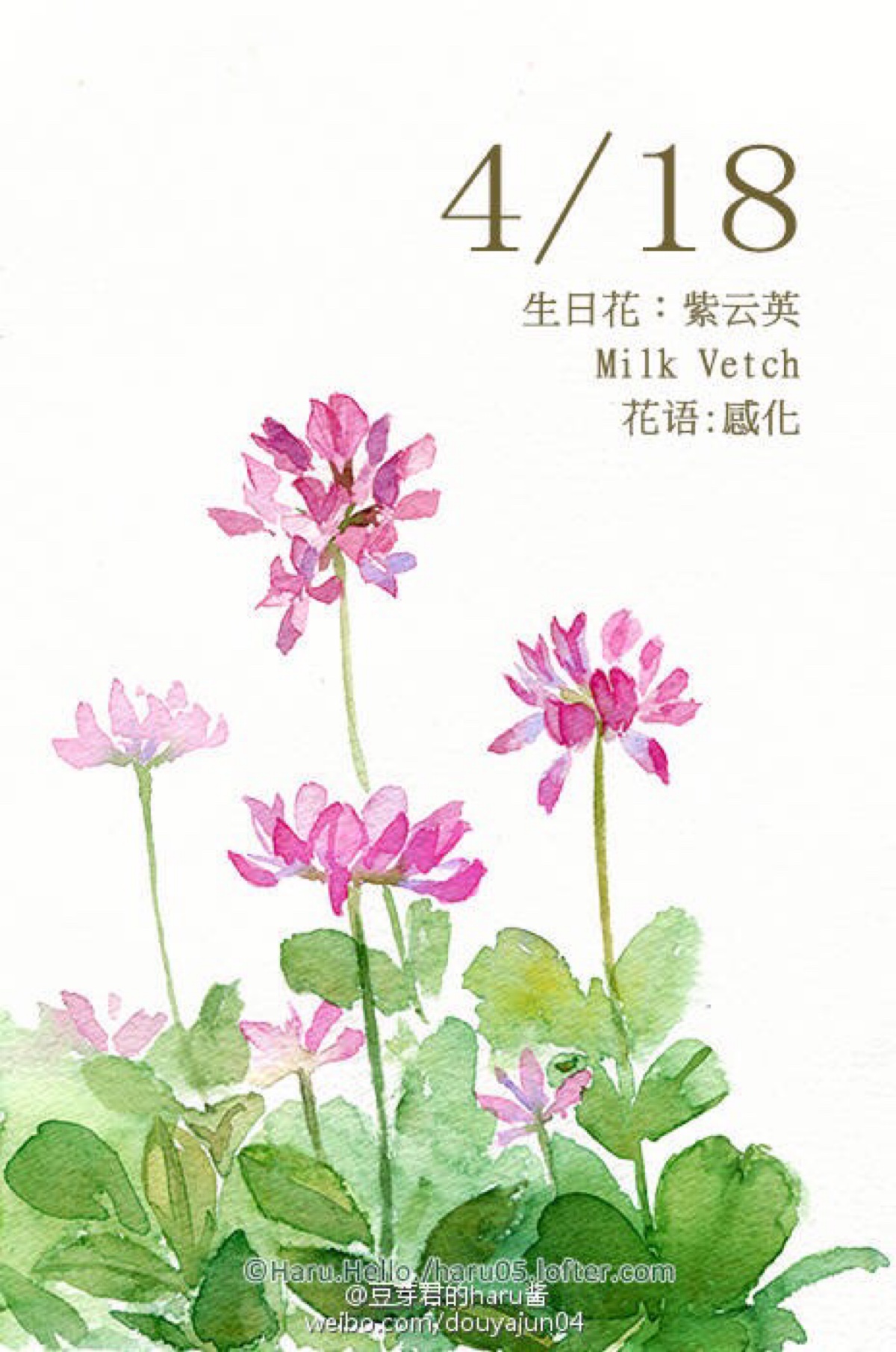 豆芽君的haru酱#每日一绘生日花
