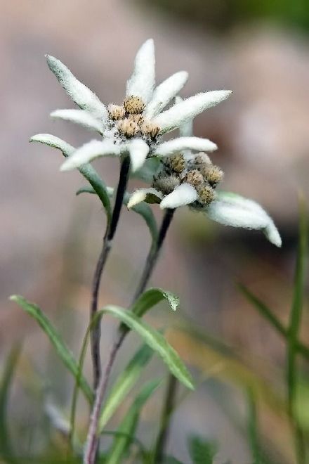 暴风侵袭依然屹立的高山植物—雪绒花(leontopodium alpinum).