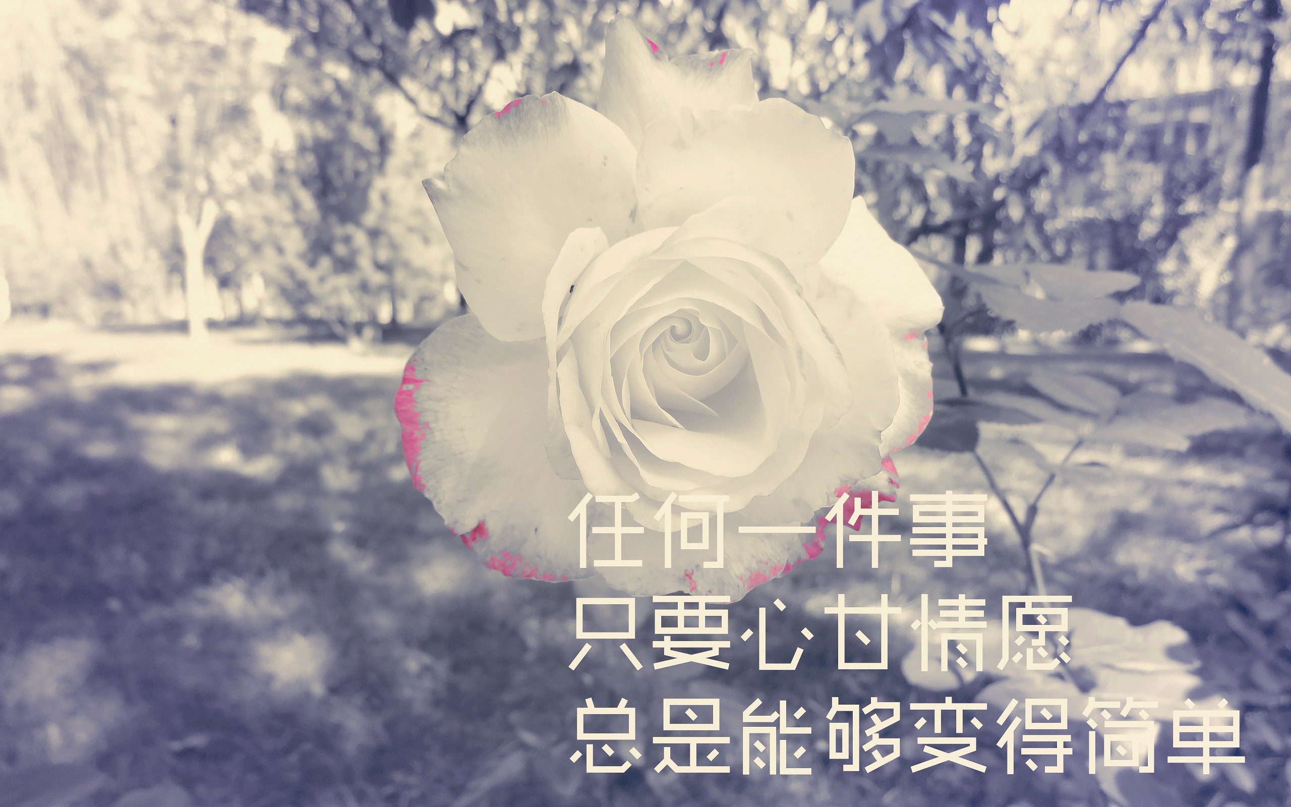 心甘情愿