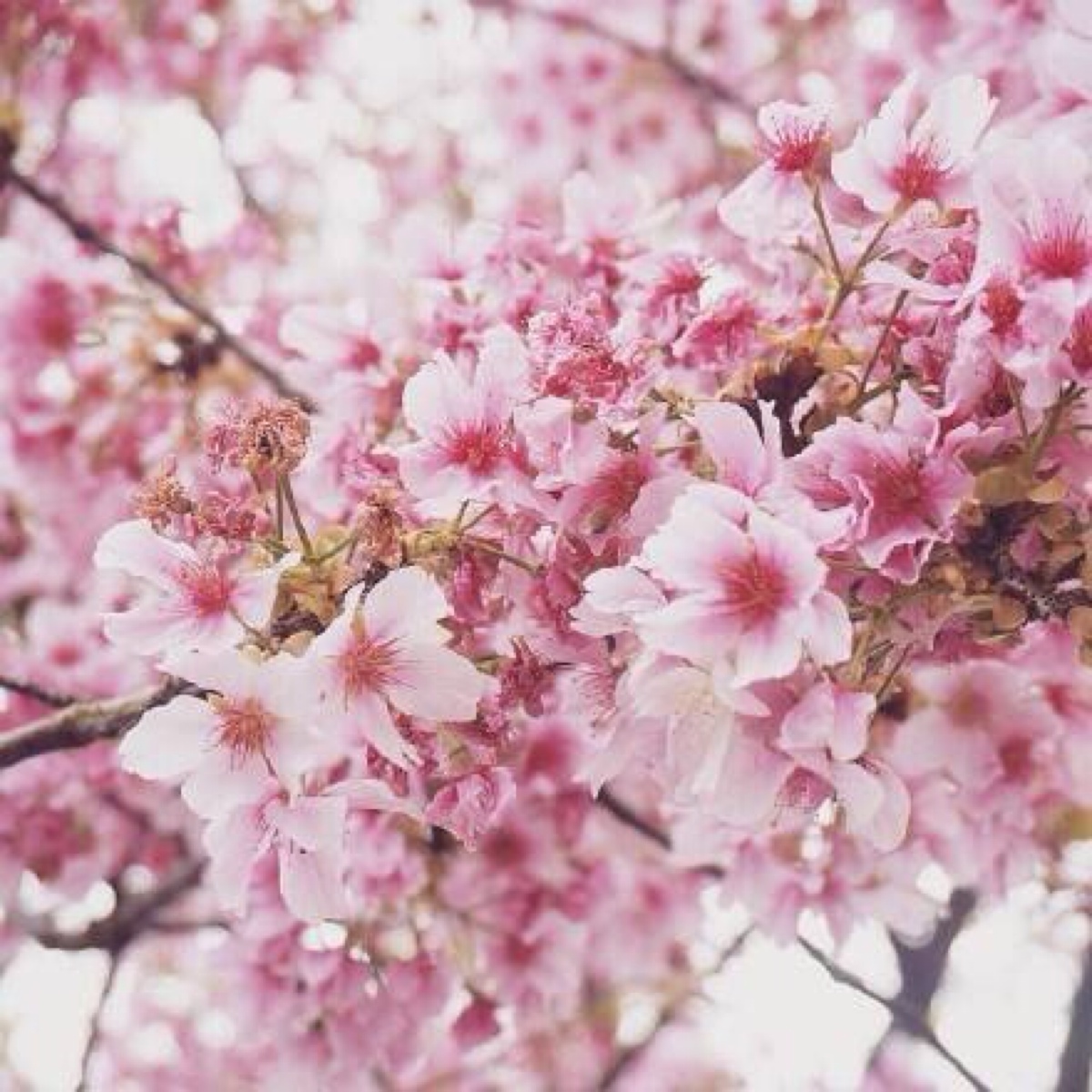樱花盛开的季节