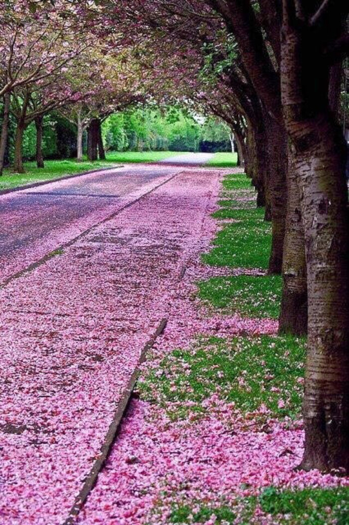 落花