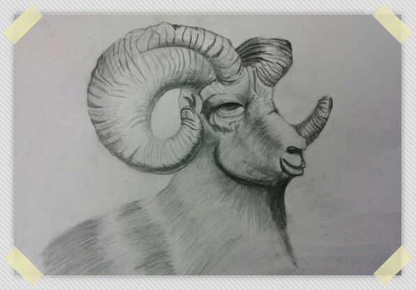 素描-羊