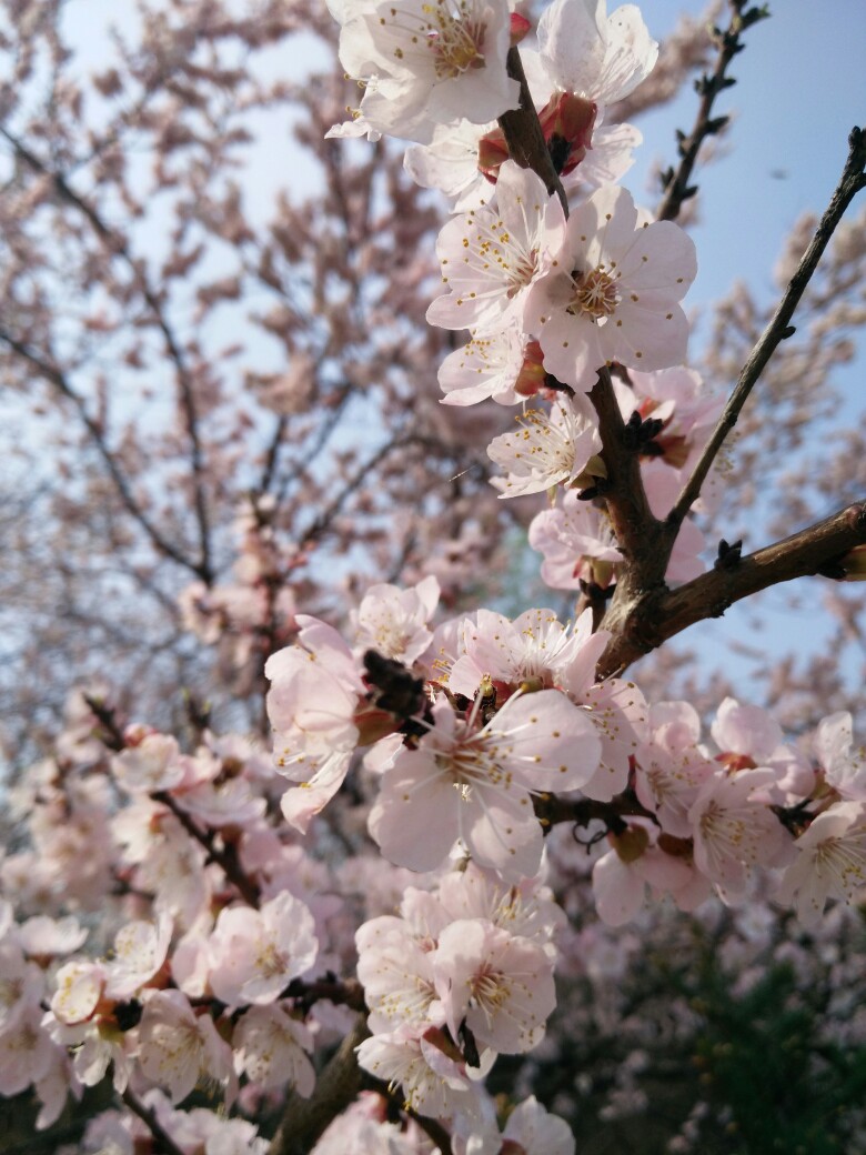 春天,就是各种美美哒花 花 壁纸 风景 美图