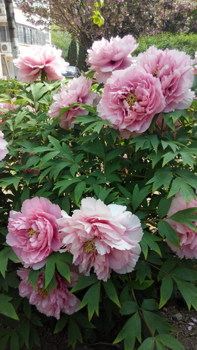 觅花影】中文学名:牡丹~拉丁学名:paeonia suffruticosa andrews~别称