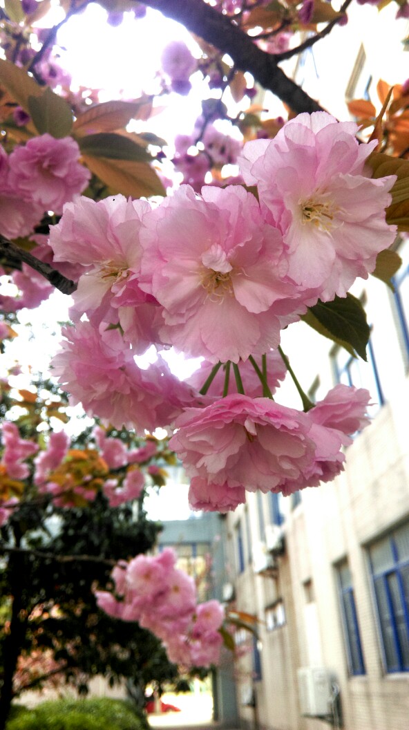 八重樱,多瓣花