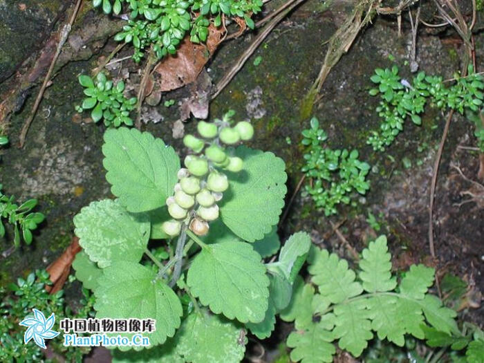 花草小百科(40/3650)之韩信草:又名耳挖草,金茶匙,牙刷草.