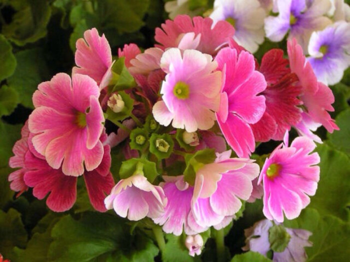 5月1日生日花:樱草. 花语:青春与愁伤.