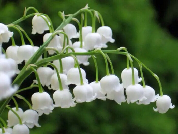 5月5日生日花:铃兰; 花语 :织弱; 花占卜 :您对自己缺乏自信,讨厌自己