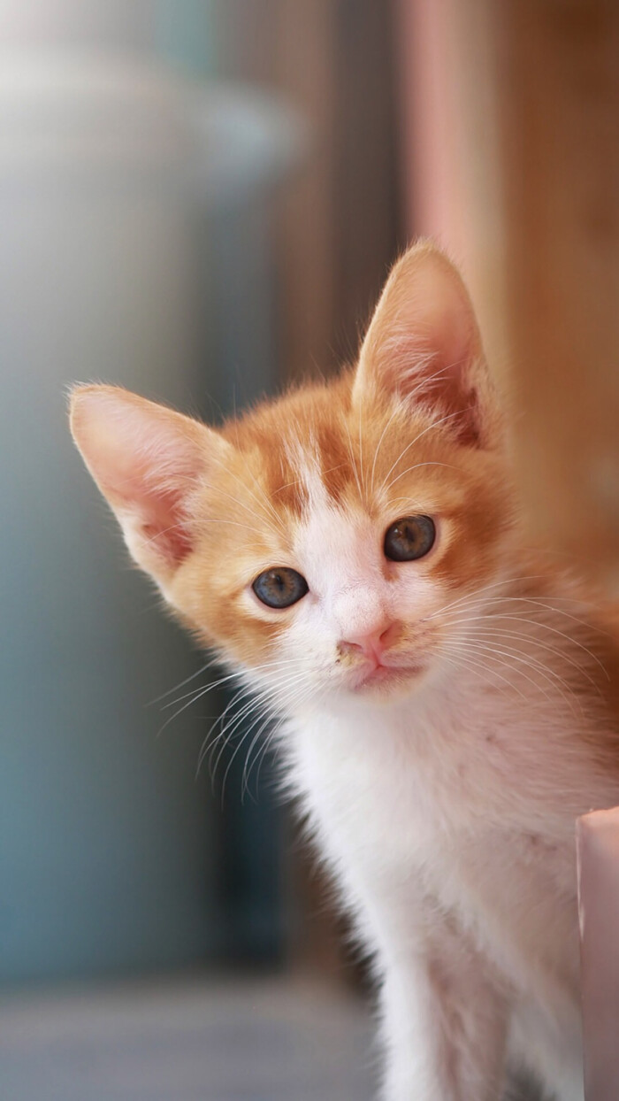 猫咪 喵星人 萌宠 动物 可爱 壁纸 小眼神萌杀