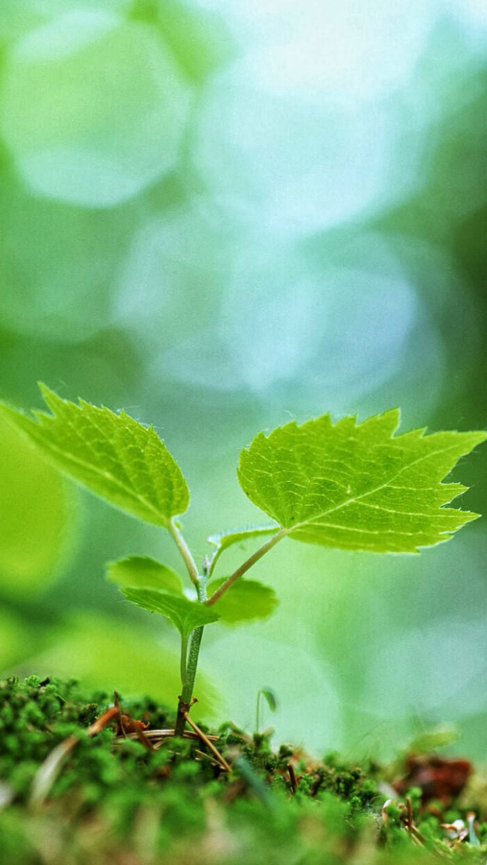 【高清壁纸 小清新 树叶 生命的绿色】林中有两条路,你永远只能走一