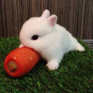 兔子爱吃胡萝卜