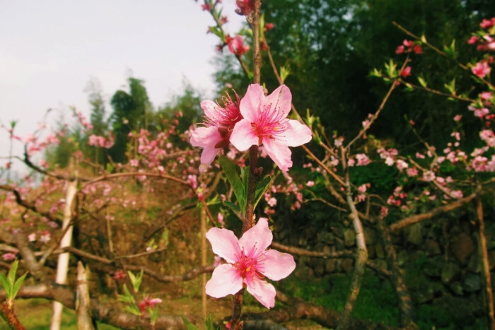 桃花 意境