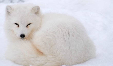 北极狐,笑眼生媚