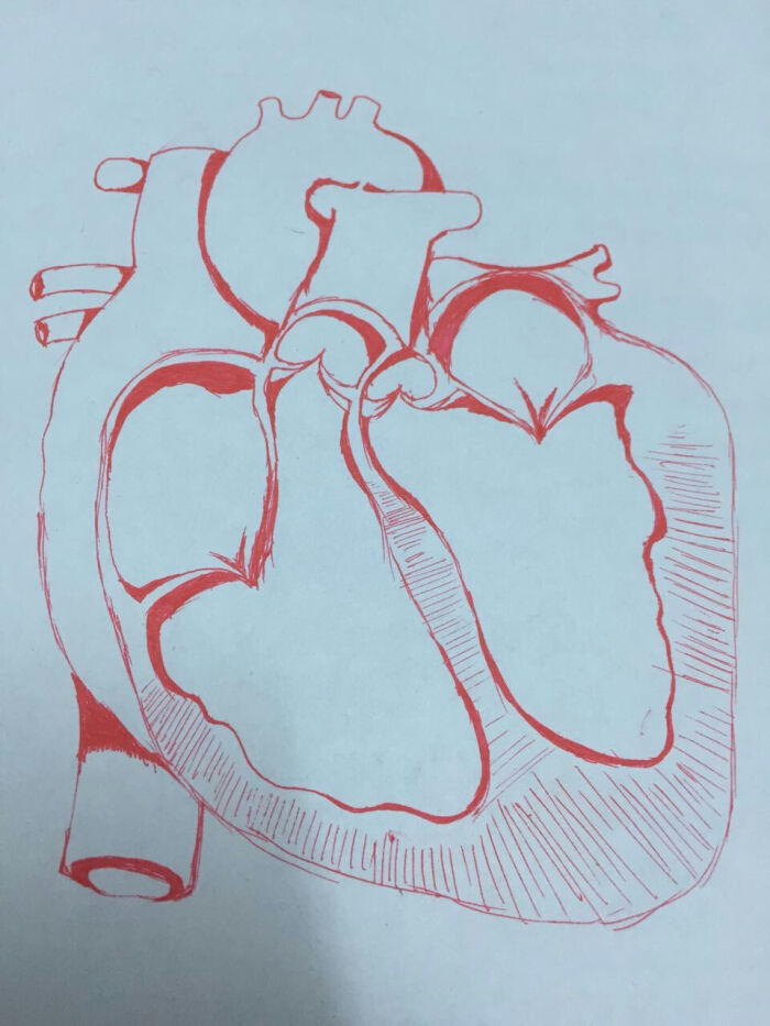 心脏解剖图啊,解剖图!