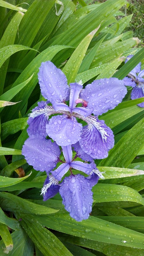 鸢尾花