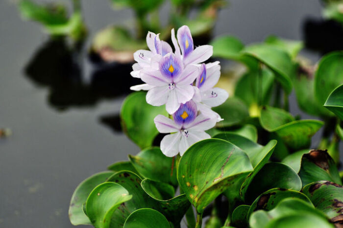 水葫芦(water hyacinth),又名凤眼莲,水浮莲,布袋莲,凤眼蓝.