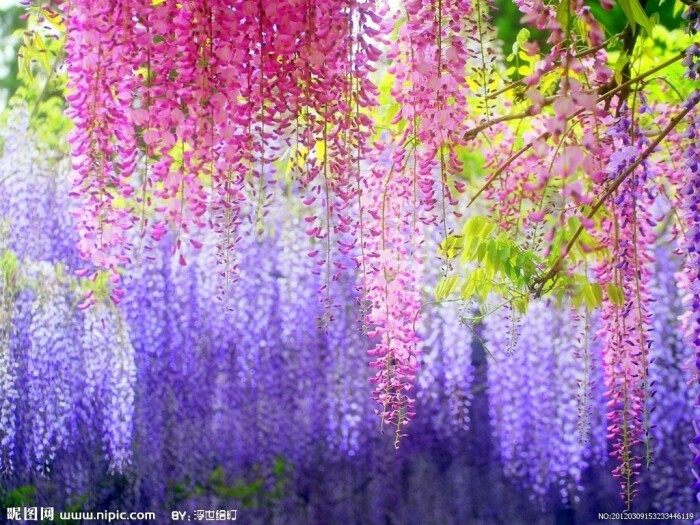 wisteria sinensis (sims)sweet紫藤花语:醉人的恋情,依依的思念.