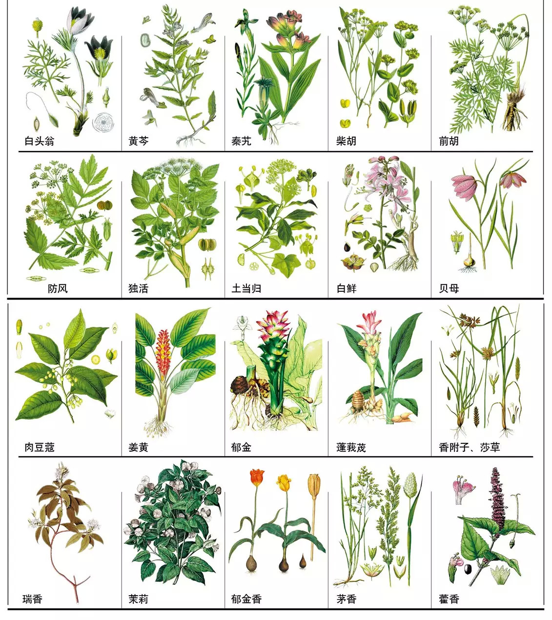 【148种中草药,你能认出几个?