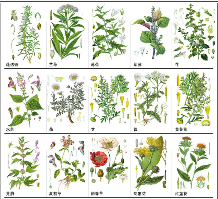 【148种中草药,你能认出几个?