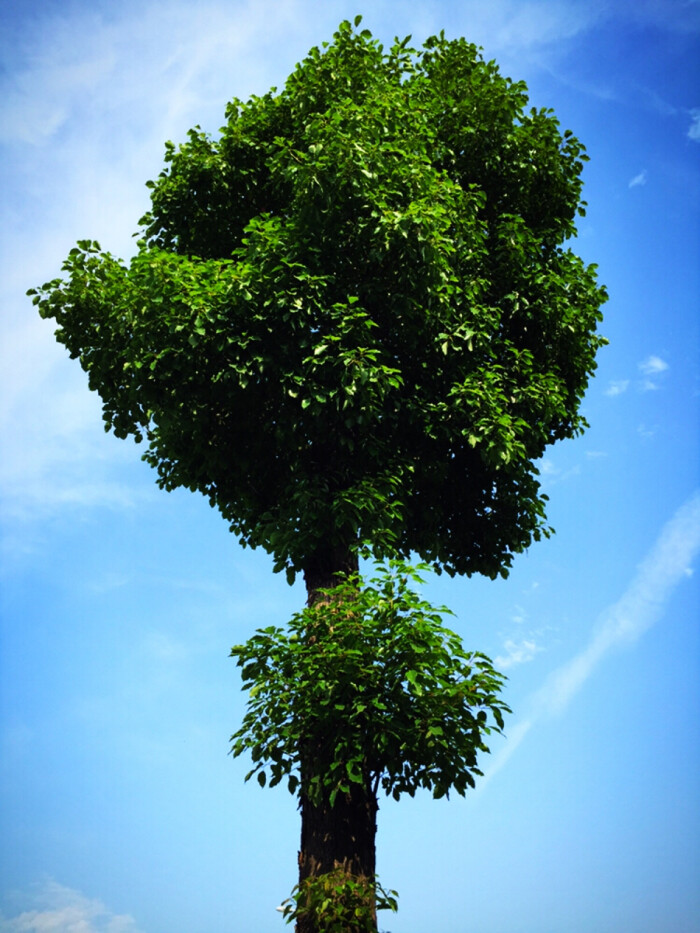 世界上最早的一棵树是什么树 最早的
