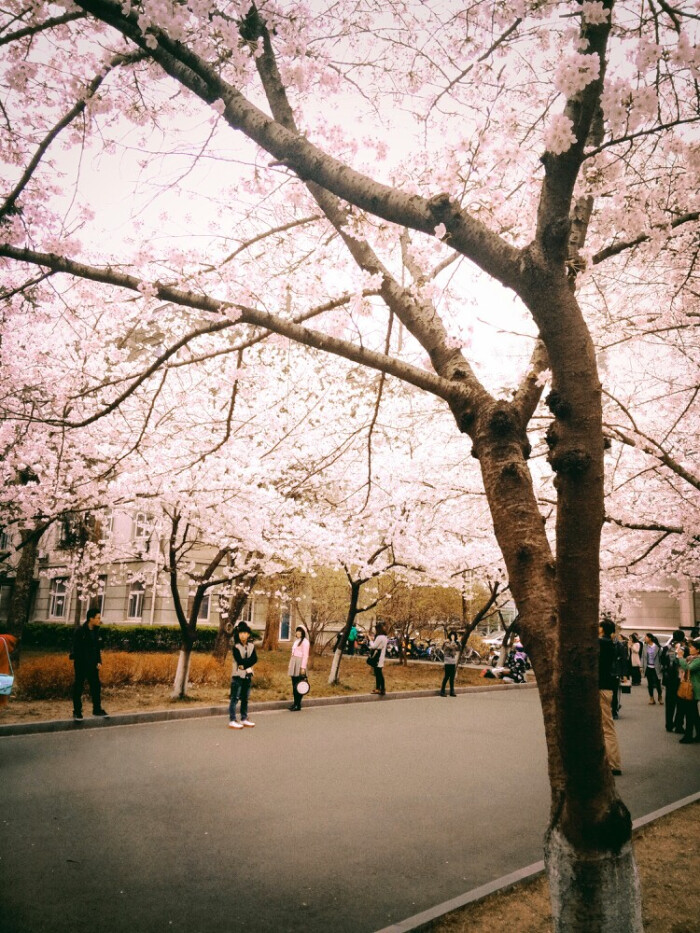 南京林业大学樱花节