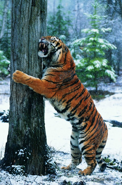 老虎 野生动物图片来自天堂图片网