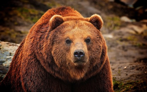 棕熊 野生动物图片来自天堂图片网玉蛮蛮