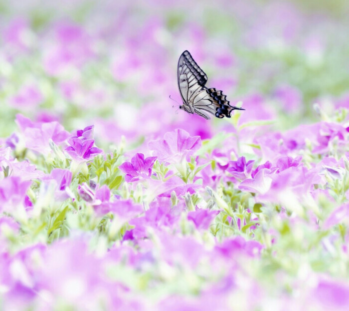 蝴蝶和花来自好壁纸