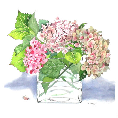 绣球花水彩画——michele webber 英国