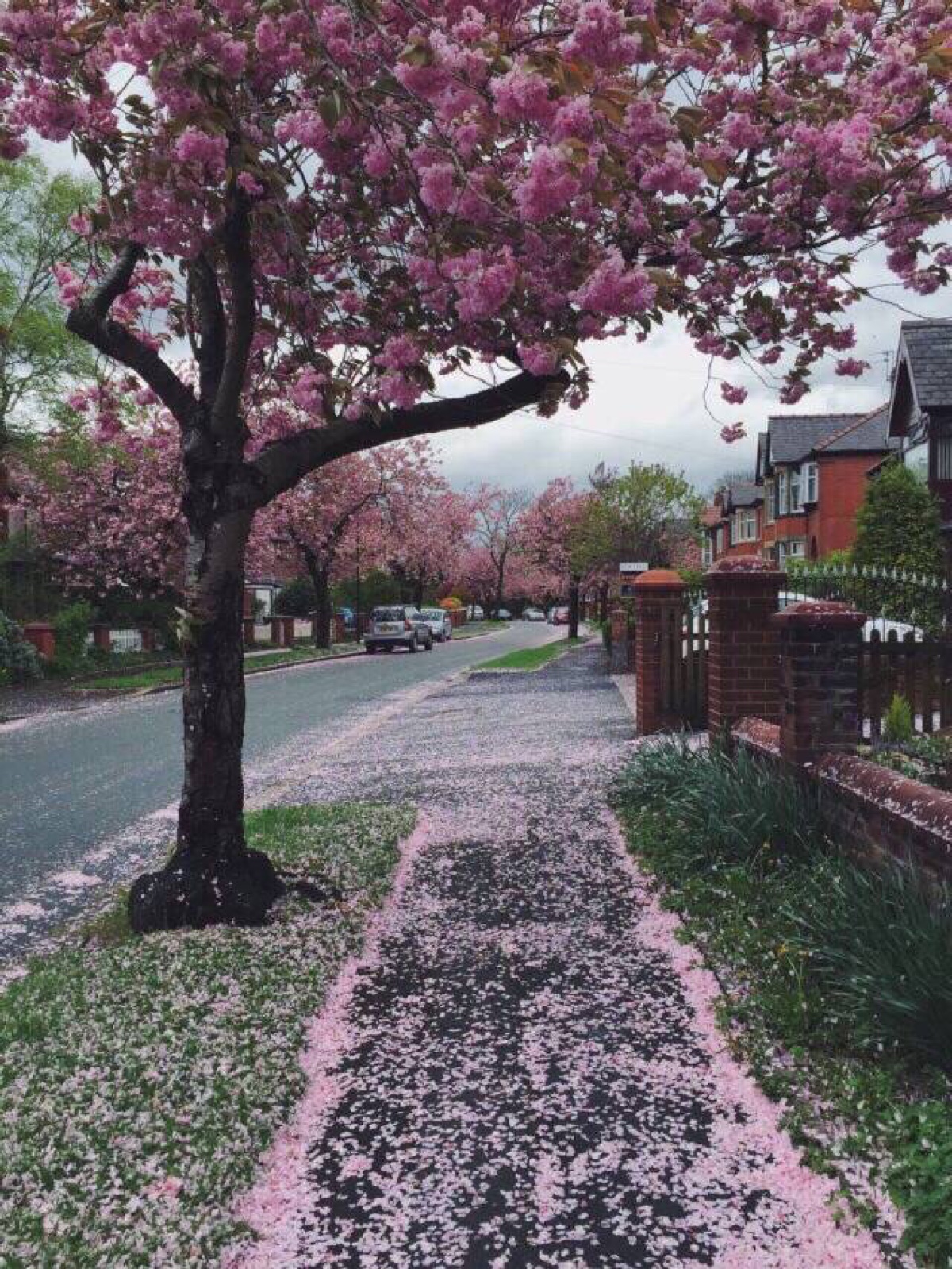 日本 樱花 街道