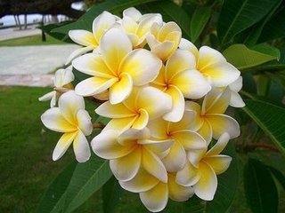 其树形美观,奇形怪状,全株茎干含有乳汁.