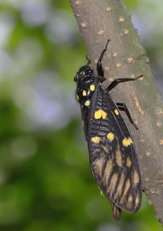 maculata)又称黄点黒蝉,黄斑蝉,是同翅目蝉总科斑蝉属昆虫