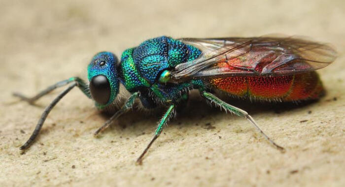 青蜂 青蜂,属青蜂科,英文名 cuckoo wasp,又译杜鹃蜂,红尾蜂,大多数