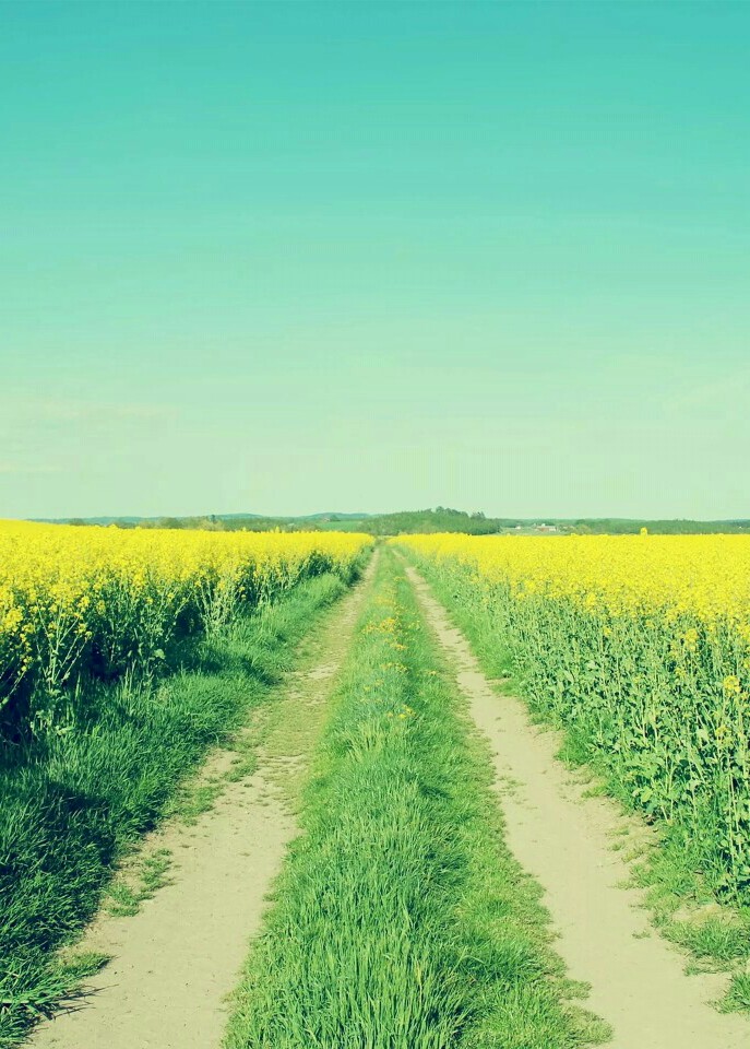 手机壁纸◎风景,道路,转自网络