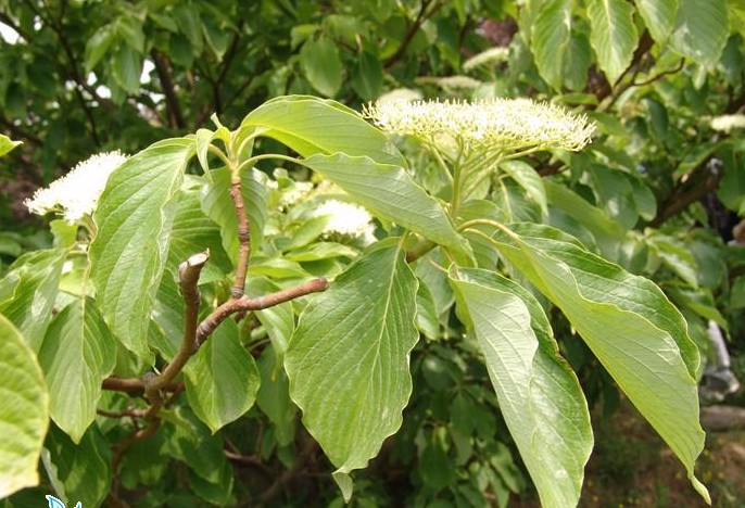 灯台树cornus controversa hemsl.又名瑞木,女儿木,六角树.