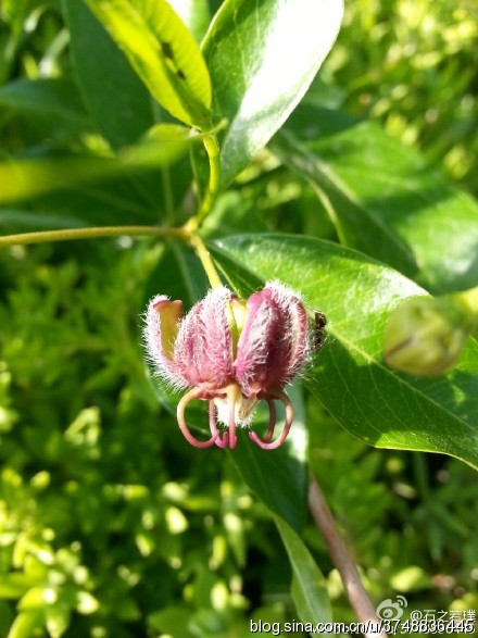 拉丁学名:periploca sepium bunge~ 别称:羊奶条,山五加皮,香加皮,北