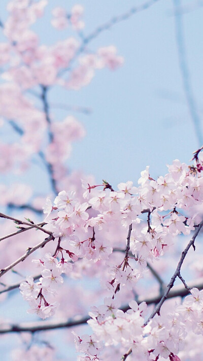 樱花壁纸