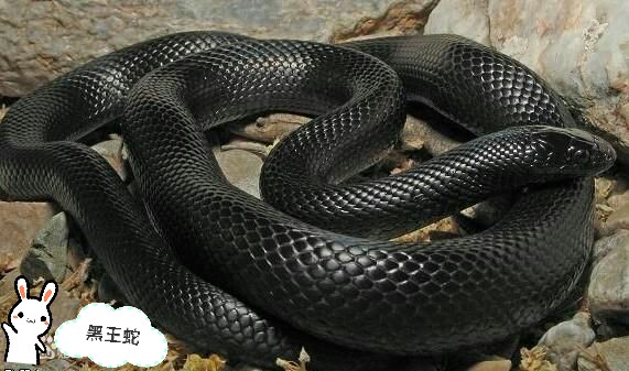 全身黑色,腹部等处有一些乳白色斑点,身体粗壮,其它特征同加州王蛇