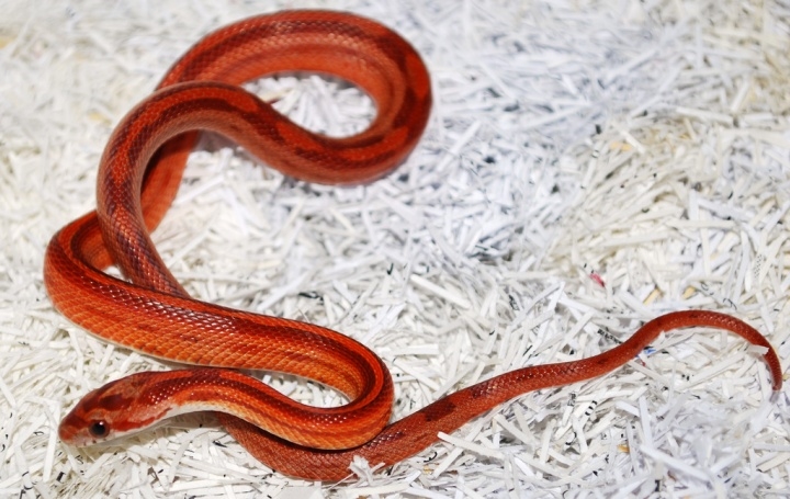 玉米蛇全长80-120厘米,最长可达182厘米.