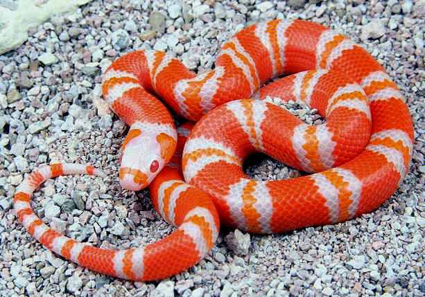 橘白化宏都拉斯奶蛇