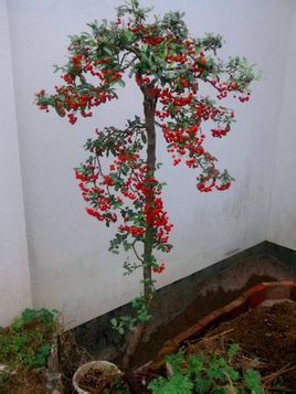 火棘(pyracantha fortuneana (maxim.